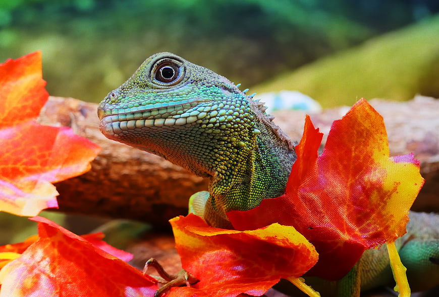 Close-up of Green Water Dragon Among Red Leaves