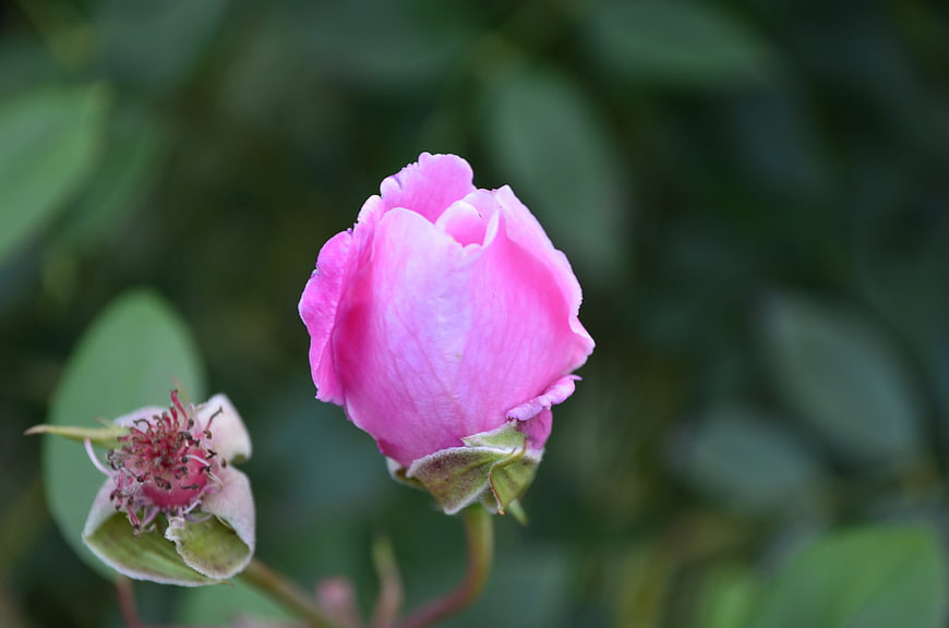 Close-up of a vibrant pink rose bud with blurred green background