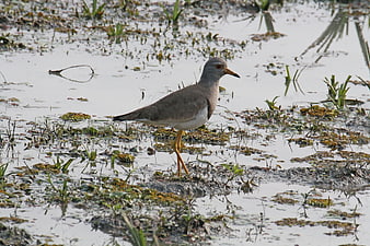 Red-wattled Lapwing Bird Standing in Shallow Wetland Water