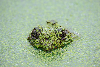 Close-up of a frog camouflaged in duckweed
