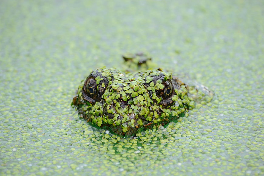 Close-up of a frog camouflaged in duckweed