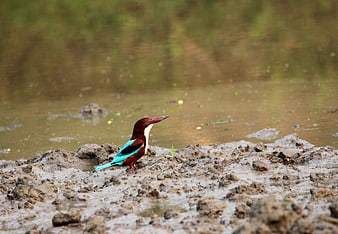 White-throated Kingfisher on muddy riverbank
