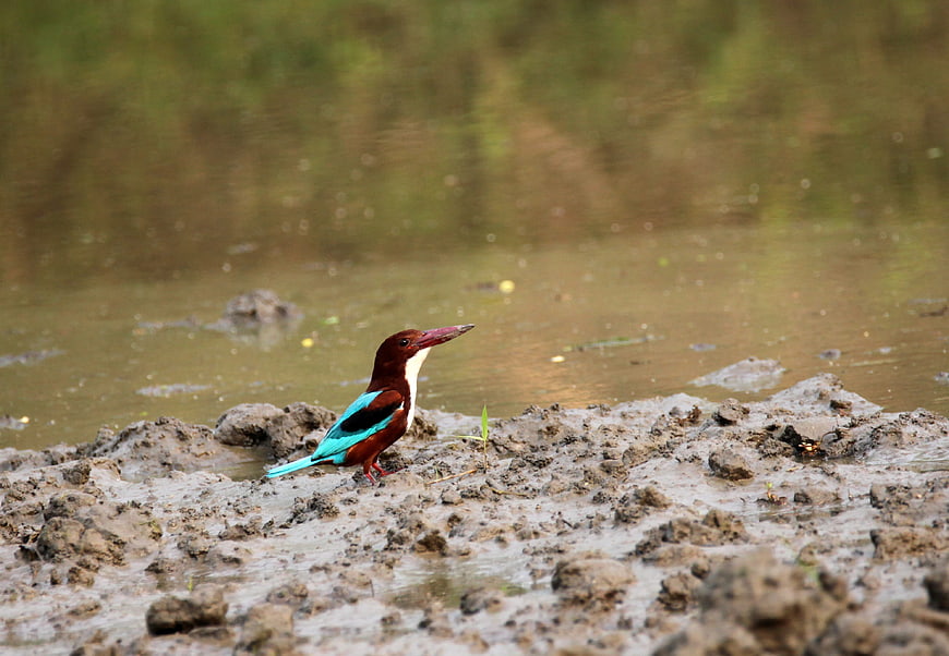 White-throated Kingfisher on muddy riverbank