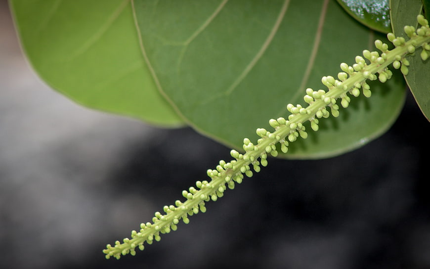 Close-up of green plant inflorescence and leaf