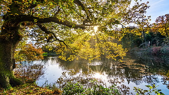 Sunlight streaming through autumn tree branches over a lake