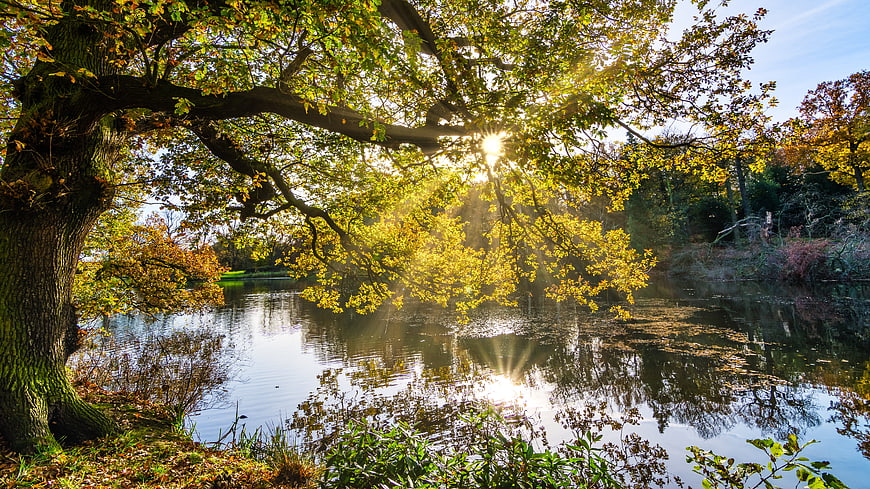 Sunlight streaming through autumn tree branches over a lake