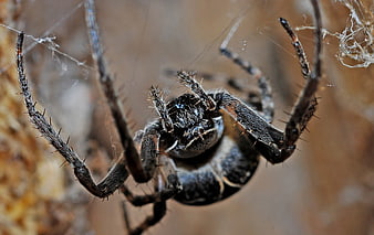 Macro Close-Up of a Hairy Spider on a Web