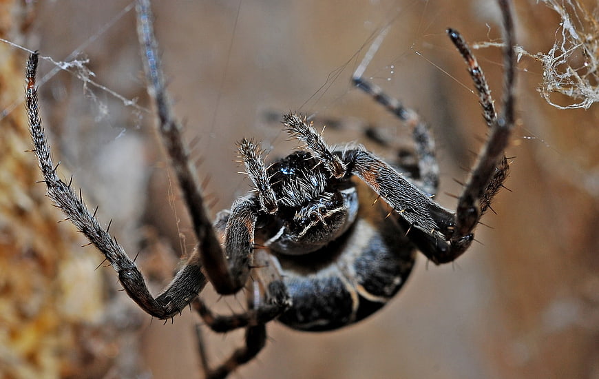 Macro Close-Up of a Hairy Spider on a Web
