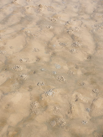 Arenicola marina lugworm casts on wet sand tidal flat