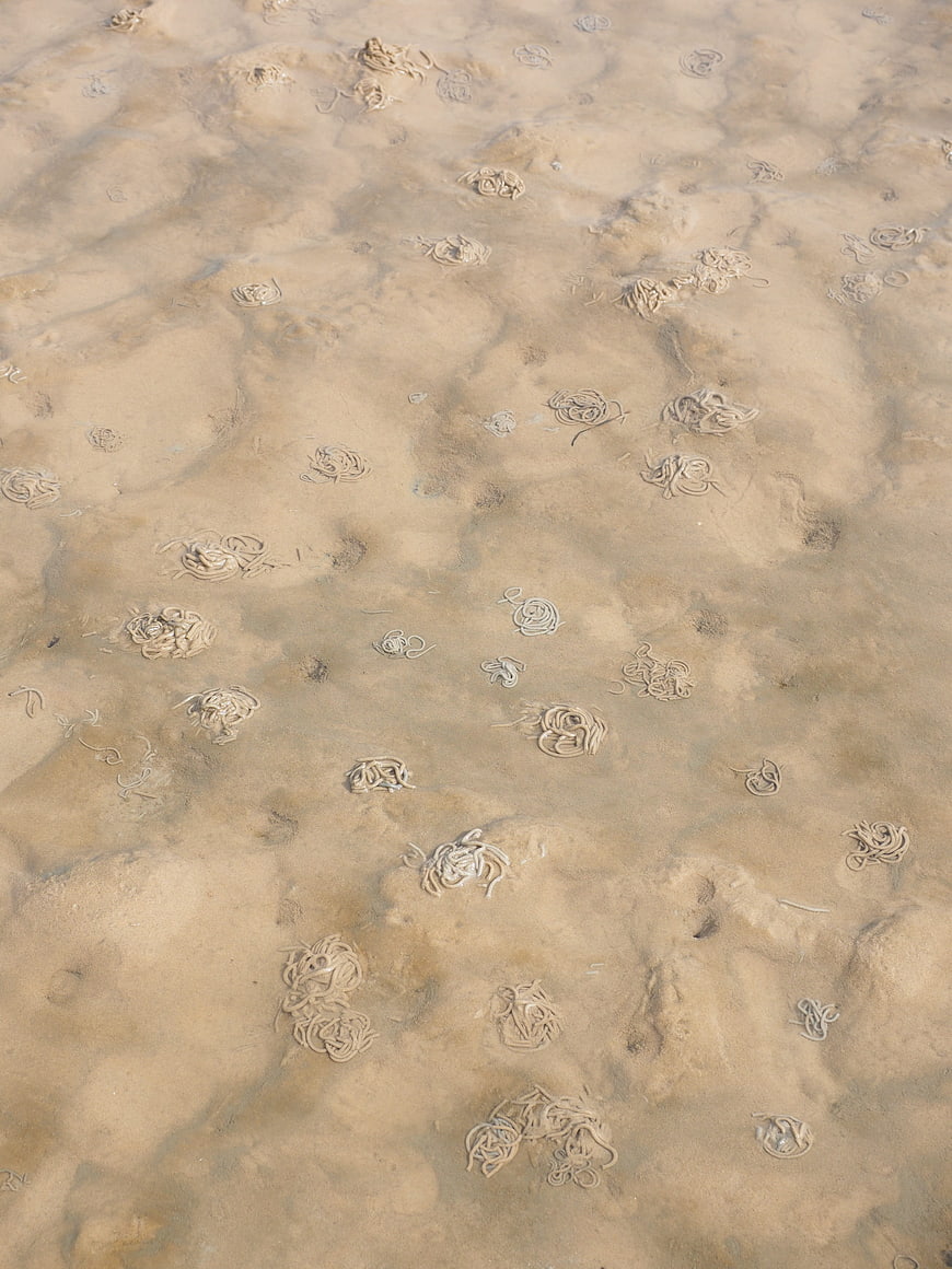 Arenicola marina lugworm casts on wet sand tidal flat