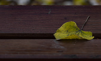 Yellow autumn leaf resting on a dark wooden bench