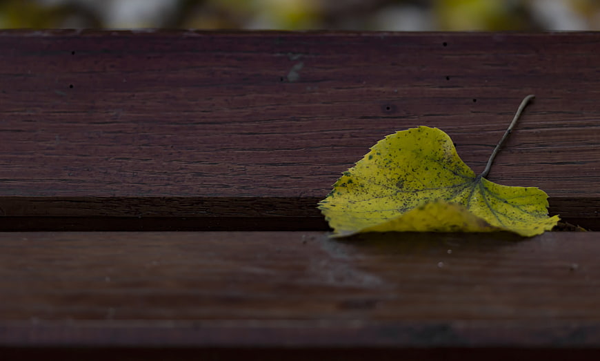 Yellow autumn leaf resting on a dark wooden bench