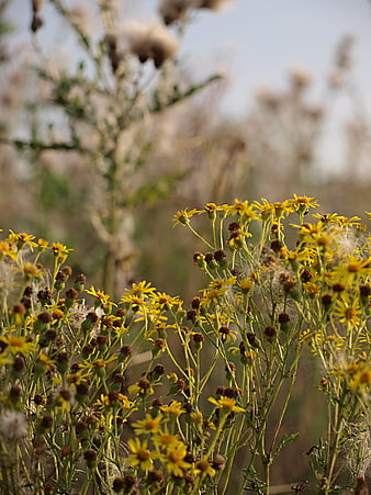Yellow wildflowers and thistle seeds in a field