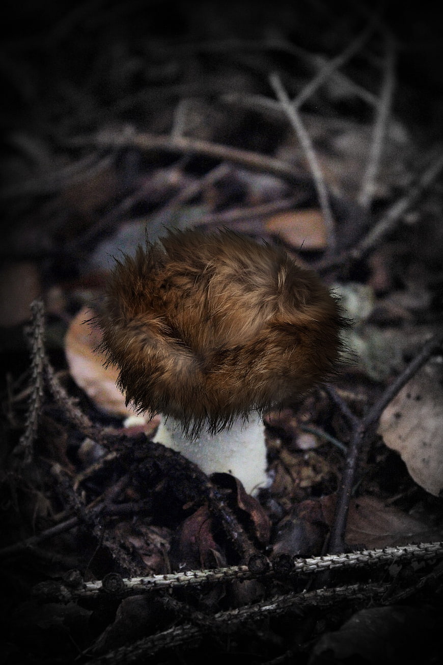 Furry brown mushroom growing in dark forest floor