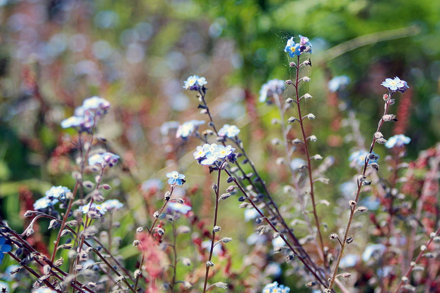 Delicate Blue Forget-Me-Not Flowers in a Sunlit Garden