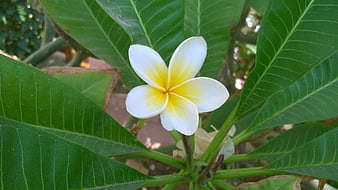 White and Yellow Frangipani Flower on Green Leaves