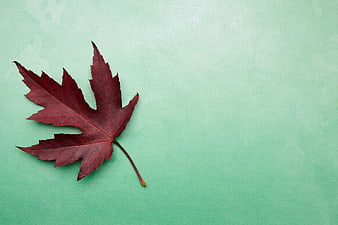 Red Maple Leaf on Mint Green Background
