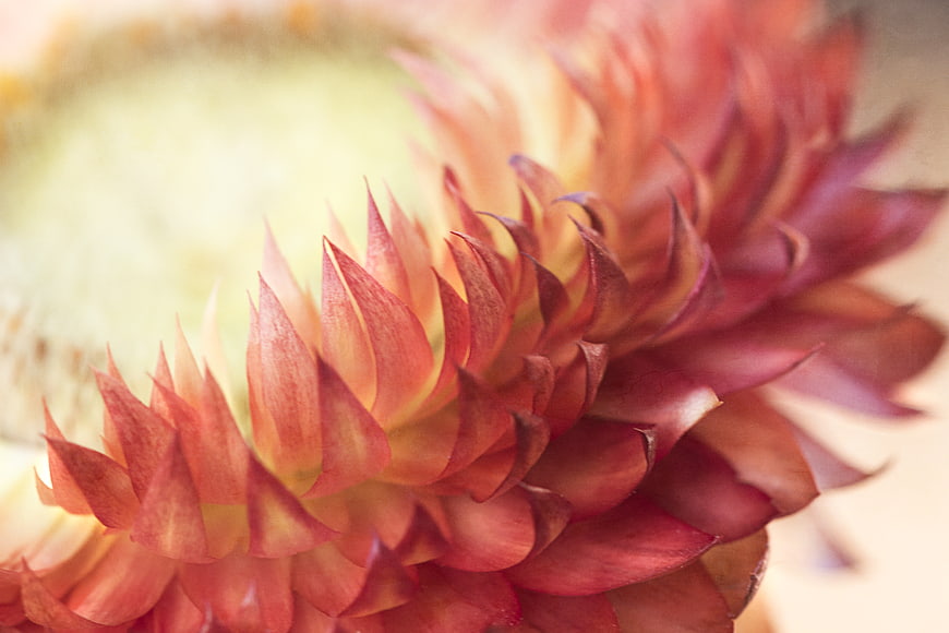 Close-up of Pink and Orange Strawflower Petals