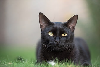 Black Cat Portrait With Yellow Eyes On Green Grass