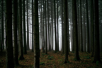 Misty Forest with Tall Pine Trees and Foggy Atmosphere