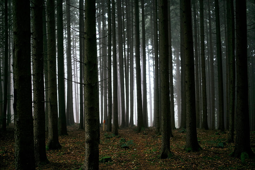 Misty Forest with Tall Pine Trees and Foggy Atmosphere