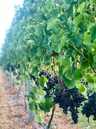 Ripe Dark Grapes Hanging on Vine in Vineyard