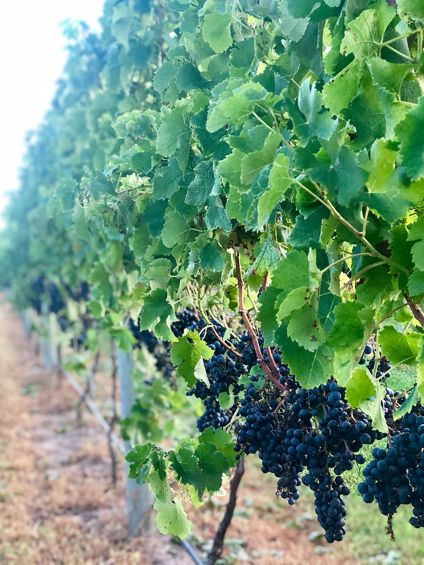 Ripe Dark Grapes Hanging on Vine in Vineyard