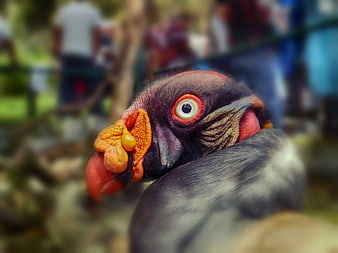 Close-up of a King Vulture with vibrant orange and red head