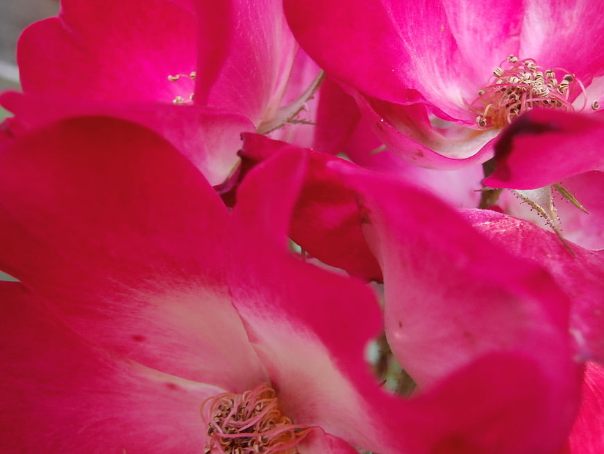 Close-up of vibrant pink wild rose flowers