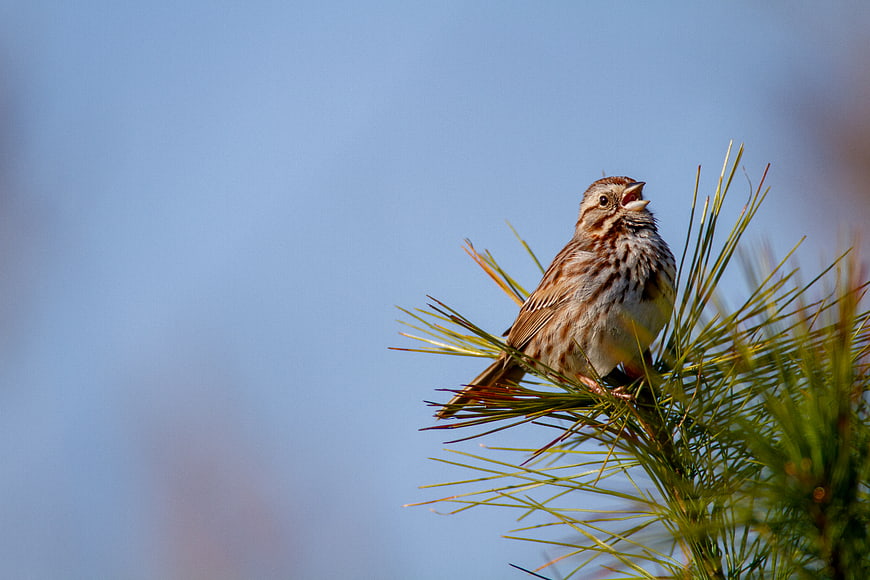 Singing Sparrow Perched on Pine Branch Against Blue Sky