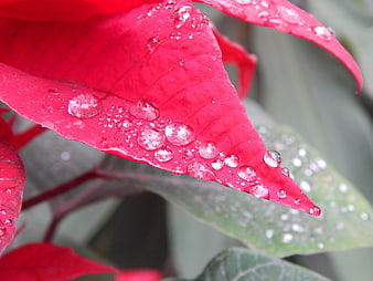 Close-up of red poinsettia leaf with water droplets