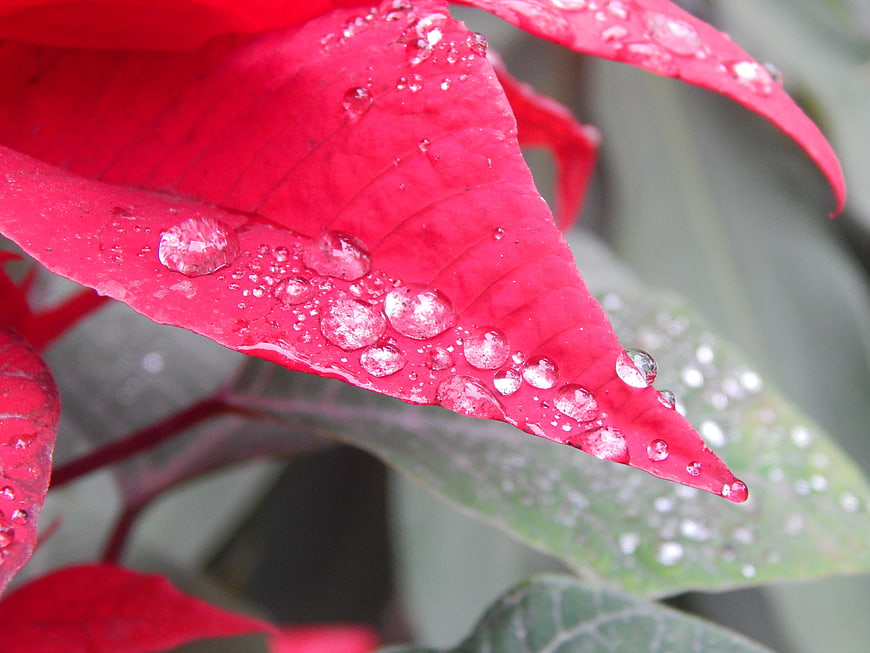 Close-up of red poinsettia leaf with water droplets
