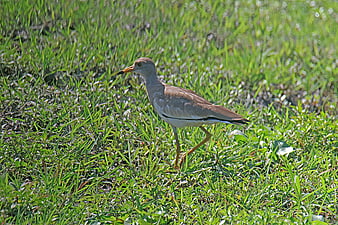 Grey-headed Lapwing Bird Walking in Green Grass