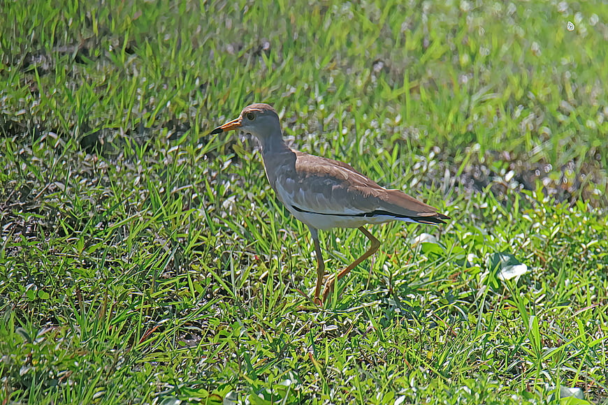 Grey-headed Lapwing Bird Walking in Green Grass