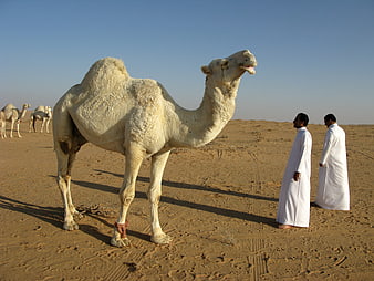 White Camel and Men in Traditional Robes in Desert