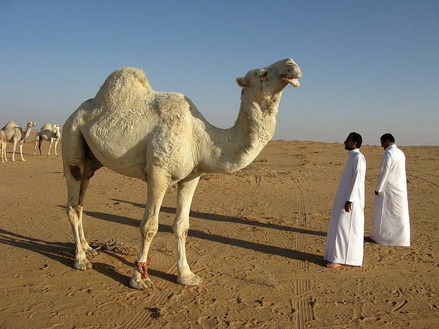 White Camel and Men in Traditional Robes in Desert