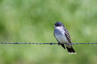 Eastern Kingbird perched on barbed wire fence
