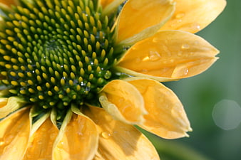 Macro Close-Up of Yellow Echinacea Flower with Water Droplets