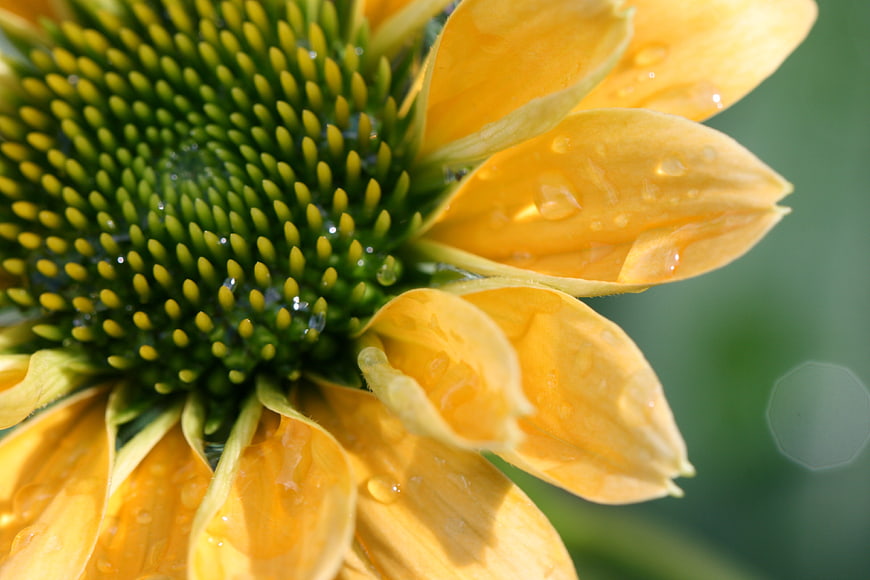 Macro Close-Up of Yellow Echinacea Flower with Water Droplets