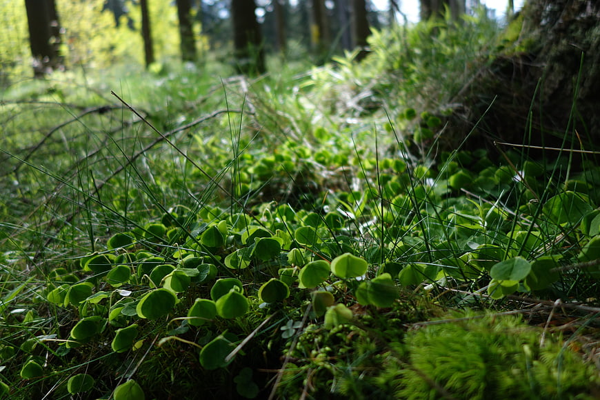 Low angle view of green forest floor plants and moss