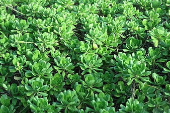 Top View of Dense Green Succulent Plants