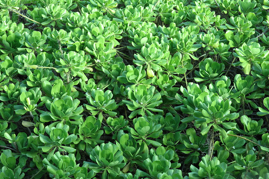 Top View of Dense Green Succulent Plants