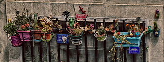 Colorful potted plants and whimsical signs on a barred window