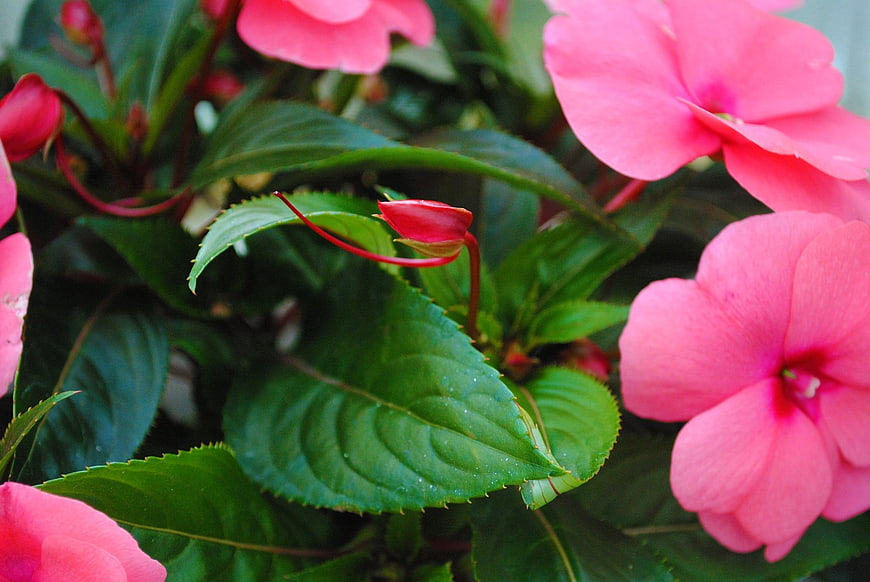 Close-up of vibrant pink impatiens flowers with green leaves