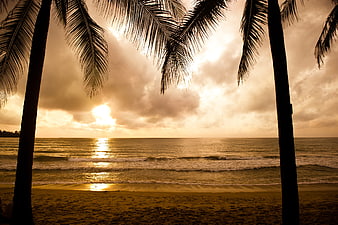 Tropical Sunset Through Palm Trees on Beach