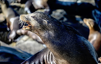 Close-up of a sea lion with mouth open on rocky coast