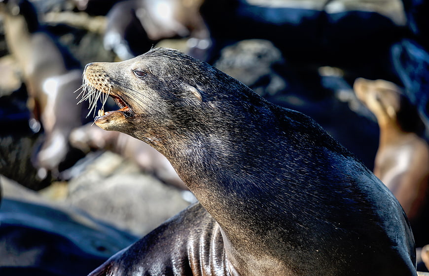 Close-up of a sea lion with mouth open on rocky coast