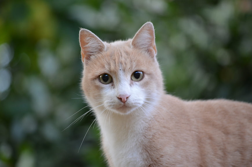 Portrait of Ginger and White Cat with Green Background