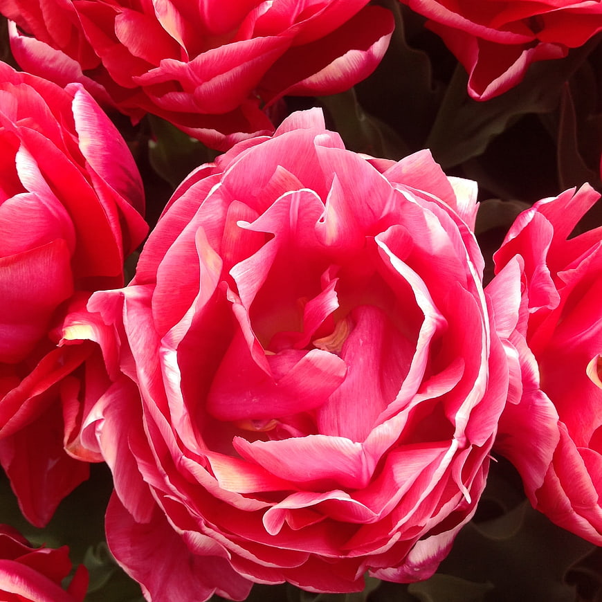 Close-up of vibrant pink double tulip flower