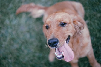Happy Golden Retriever Panting on Green Grass